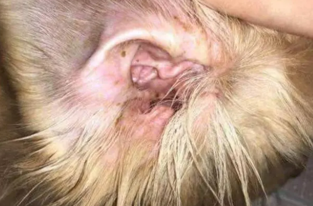 狗狗耳朵发炎疼痛不让上药，用这个方法试一试