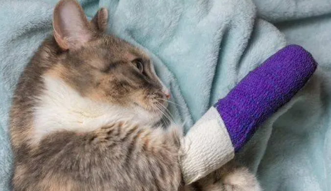 猫咪前腿怎么突然瘸了？这几种情况要重视！