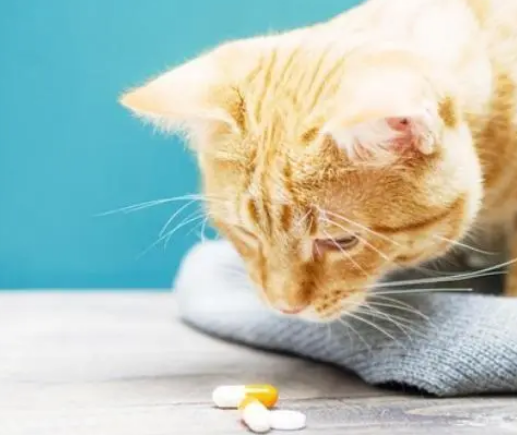 猫咪吃人的阿莫西林的用量 猫咪吃人的阿莫西林的用量