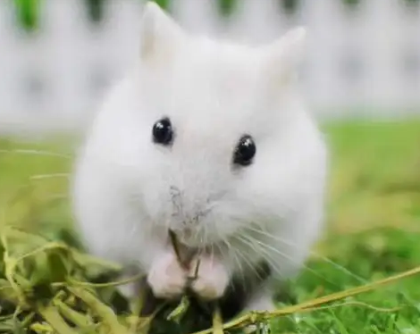 短尾仓鼠会咬人吗?当然会,可别小瞧它! 短尾仓鼠会咬人吗?当然会,可别小瞧它!