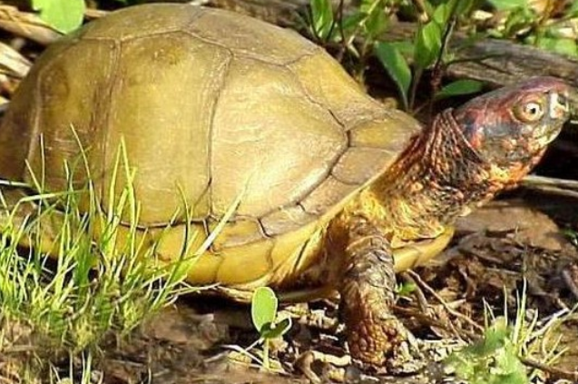 三趾箱龟的价格多少，看这就知道了！