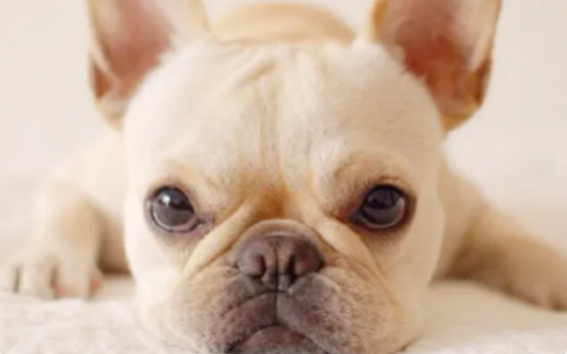 法斗能活多少岁，身为宠主的你一点要注意~