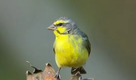 金青鸟吃核挑仁吗？来看看吧