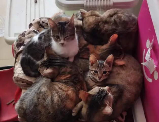 猫突然不吃猫粮了，这是为什么？需要换猫粮吗？