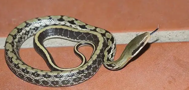 性情粗暴的黑眉锦蛇，可以养出感情吗？