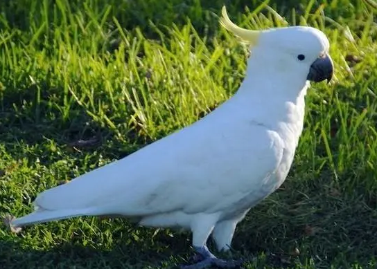 葵花凤头鹦鹉能活多久？来瞧瞧看吧