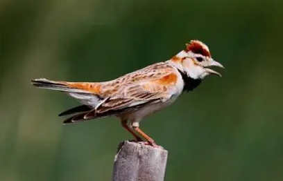 百灵鸟吃什么为食吗?饲主来看看吧 百灵鸟吃什么为食吗?饲主来看看吧