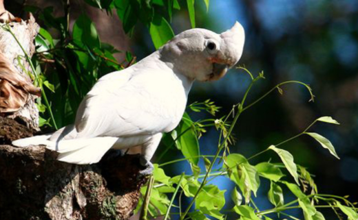 戈芬氏凤头鹦鹉繁殖方式有哪些？