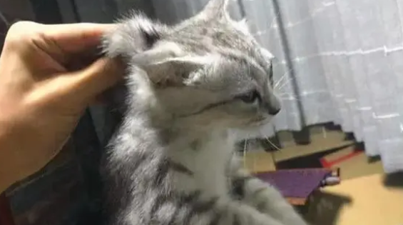 小猫脱水死前的征兆有以下这些!大家了解多少? 小猫脱水死前的征兆有以下这些!大家了解多少?