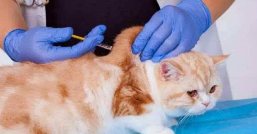 猫多久打一次狂犬疫苗？新手养猫必须要知道！