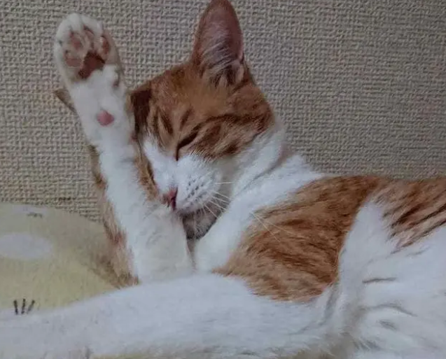 猫咪呕吐、便秘,不舒服?体内太多寄生虫怎么驱除呢? 猫咪呕吐、便秘,不舒服?体内太多寄生虫怎么驱除呢?