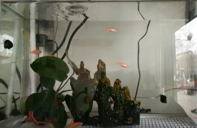都知道观赏鱼患病要先调理水质，可鱼缸的水质我们该如何去改善？