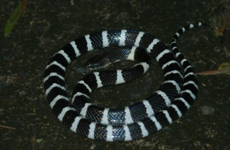 雨伞蛇能养出感情吗？别再天真啦！