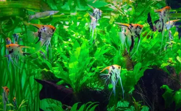 鱼缸里不添加硝化细菌就需要天天换水吗，残留的毒素如何清除？