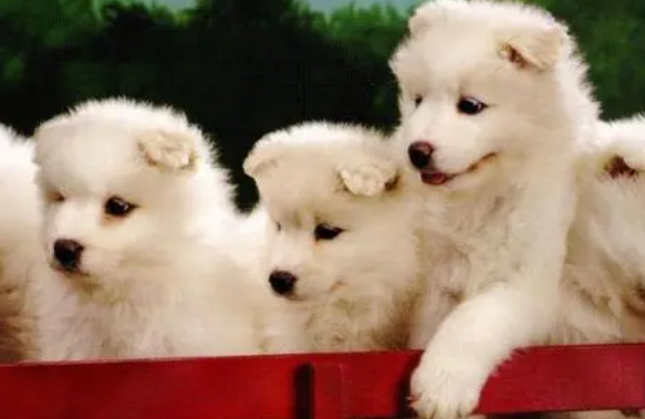 狗狗喝羊奶粉有什么用?羊奶粉是智商税吗? 狗狗喝羊奶粉有什么用?羊奶粉是智商税吗?