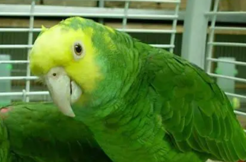 黄冠亚马逊鹦鹉怎么区分公母，你们知道吗？