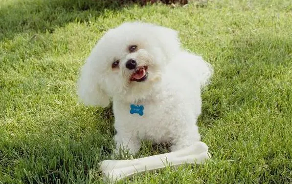 你们说，比熊能吃葡萄吗？