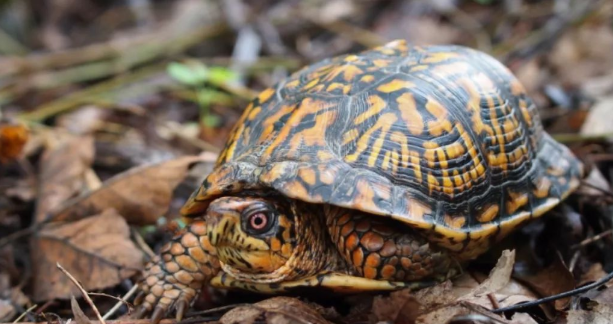 湾岸箱龟和三趾箱龟的区别在哪?新手朋友速戳~ 湾岸箱龟和三趾箱龟的区别在哪?新手朋友速戳~