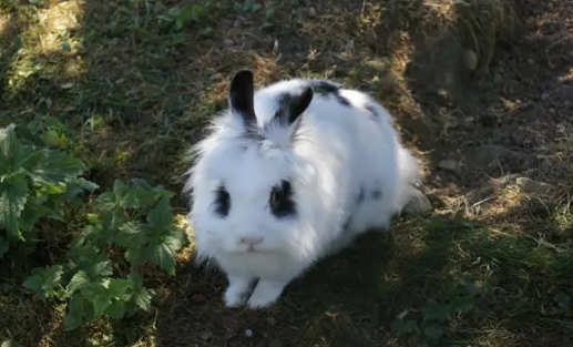 快来看看，关于海棠兔的介绍！