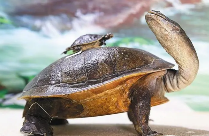 长颈龟多少钱一只？你知道吗？