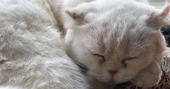 猫咪睡觉时为什么卷成团？是什么意思呢？