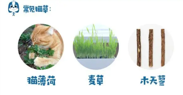 什么是猫草？为什么要给猫咪吃呢？