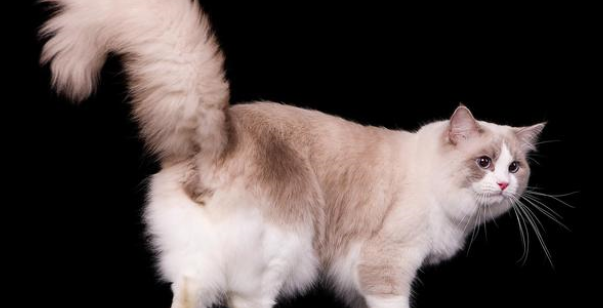 宠物微量元素作用，具体补充