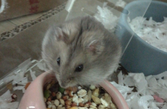 仓鼠饿几天会死，想知道的看过来！