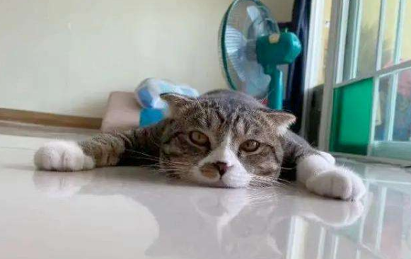 夏日炎炎，毛茸茸的猫咪会怕热吗