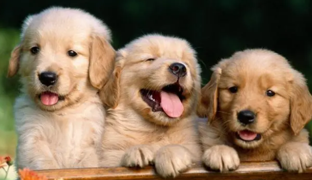 狗狗舔了体外驱虫药，会不会死？