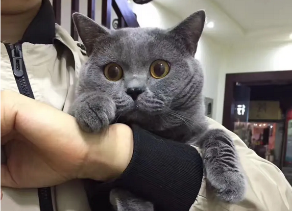 新手小白速看，买蓝猫注意点！