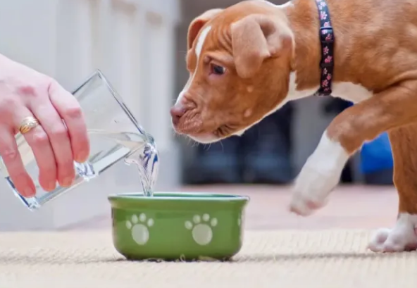 宠物犬“抗糖”指南