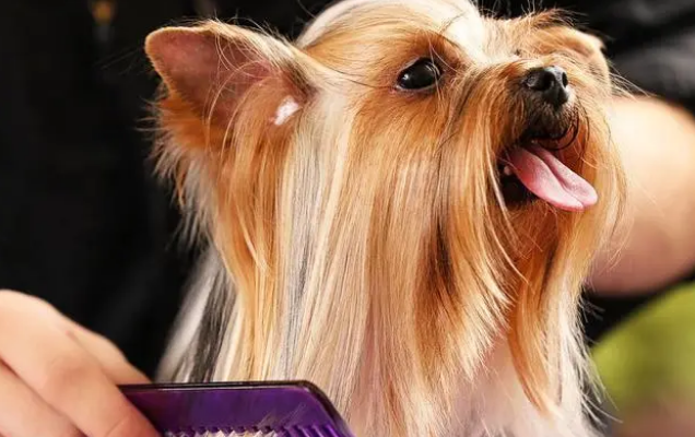 给狗狗洗澡的正确5个步骤，让宠主省心又省力！