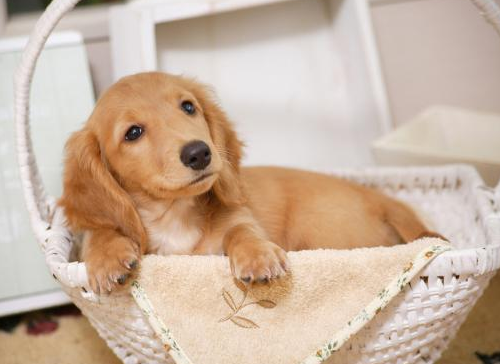 怎么让小狗知道自己的名字？本文告诉你