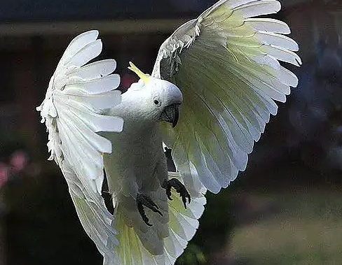 话说,葵花凤头鹦鹉国内能养吗? 话说,葵花凤头鹦鹉国内能养吗?