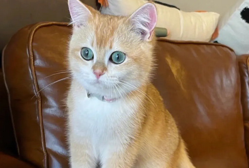 金渐层幼猫怎么看品相？今天来教你！