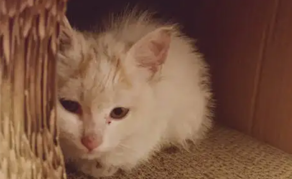 猫躲起来不出来怎么办？这几招很好用