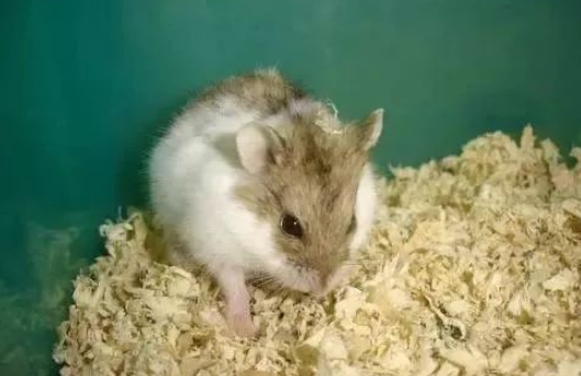 一线仓鼠为什么会无缘无故的死？原来是因为这个