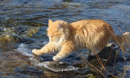 猫会游泳，为什么还怕水呢？