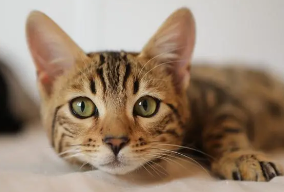 你家猫是吃猫粮为主吗？如果是，那请搭配一根猫条！作用有很多