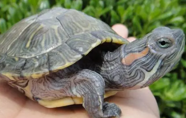 你们说,夏天巴西龟怕热吗? 你们说,夏天巴西龟怕热吗?