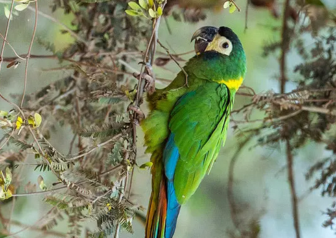 金领金刚鹦鹉怎么养？来这里，告诉你！