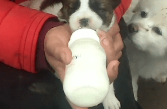 为什么要给猫咪狗狗喝羊奶粉? 为什么要给猫咪狗狗喝羊奶粉?