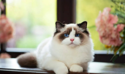 什么叫布偶海双?这波科普要收藏 什么叫布偶海双?这波科普要收藏