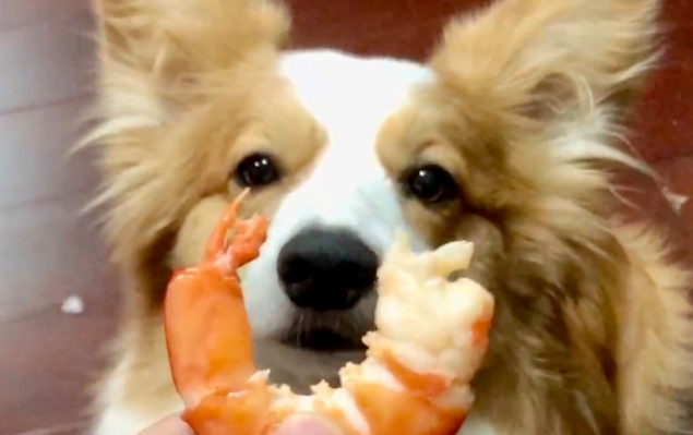 狗能吃虾吗？来了解下吧