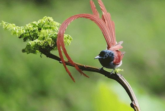 寿带鸟一只多少钱，最新价格已出
