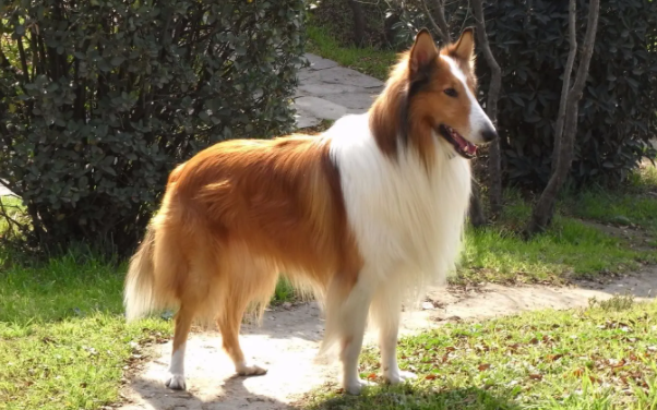 苏牧犬和喜乐蒂的差别在哪？我来告诉你答案～