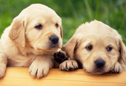 小狗喝水呛到了怎么办?不知道的快来看看! 小狗喝水呛到了怎么办?不知道的快来看看!