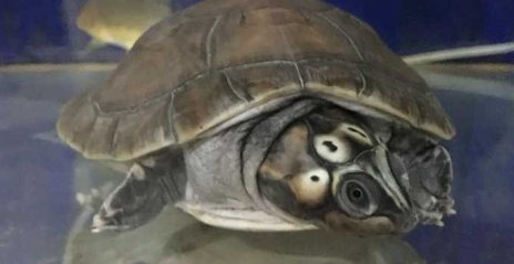 巨型侧颈龟好养吗?具体的饲养方法如下! 巨型侧颈龟好养吗?具体的饲养方法如下!