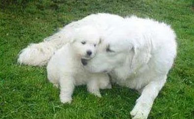 库瓦斯犬多少钱一只?想入手的来看看吧 库瓦斯犬多少钱一只?想入手的来看看吧